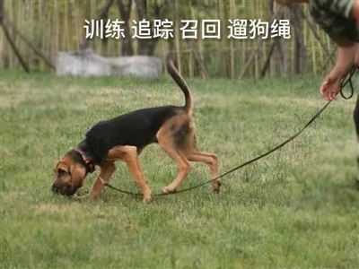 Lang treningsbånd for hunde: Hvorfor 304-materiale og tilpassede alternativer...