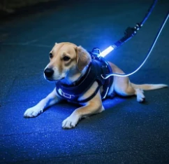 Anbefaler veterinærer anti-Bark krager?